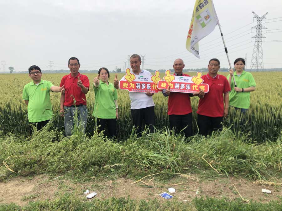 芸多乐小麦高产套餐观摩会