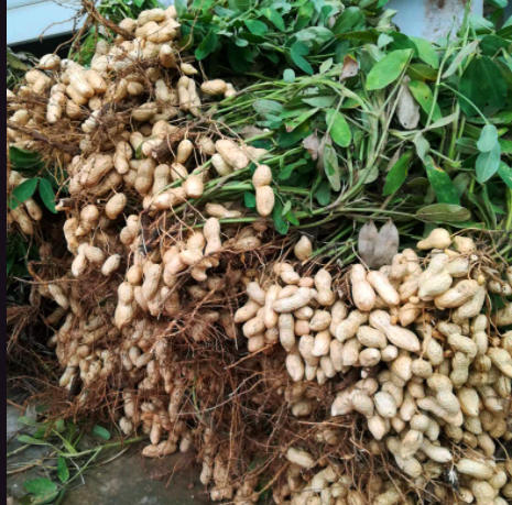花生三遍药