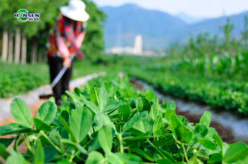花生白绢病什么药好