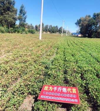 花生套餐哪个好